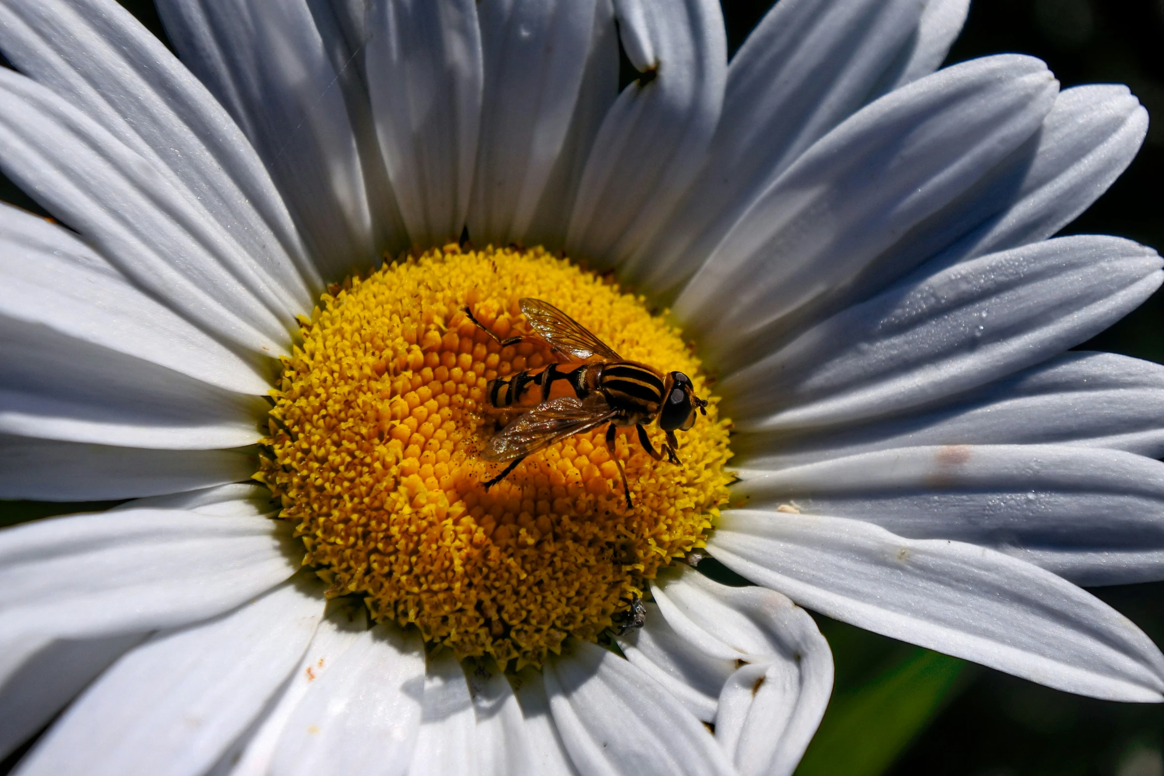 a honey is sitting on a white daisy