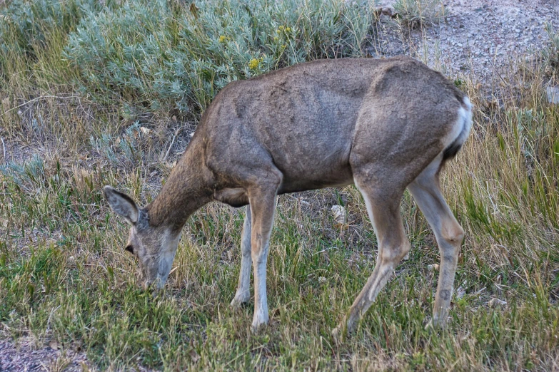 an animal is grazing through the grass in the wild