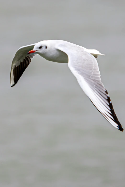 a white seagull flying over some water