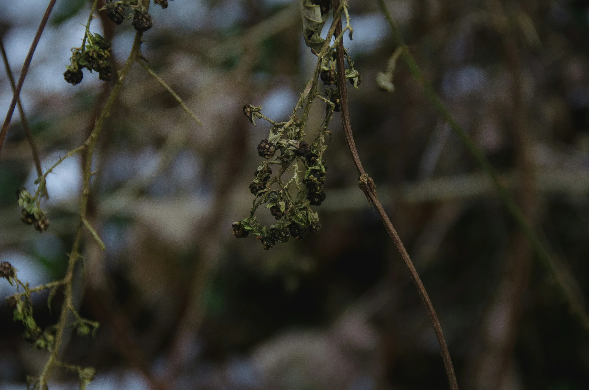 a plant with lots of buds sitting on it