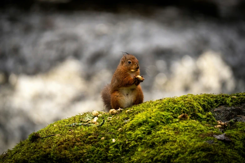 a small red squirrel is standing on green moss