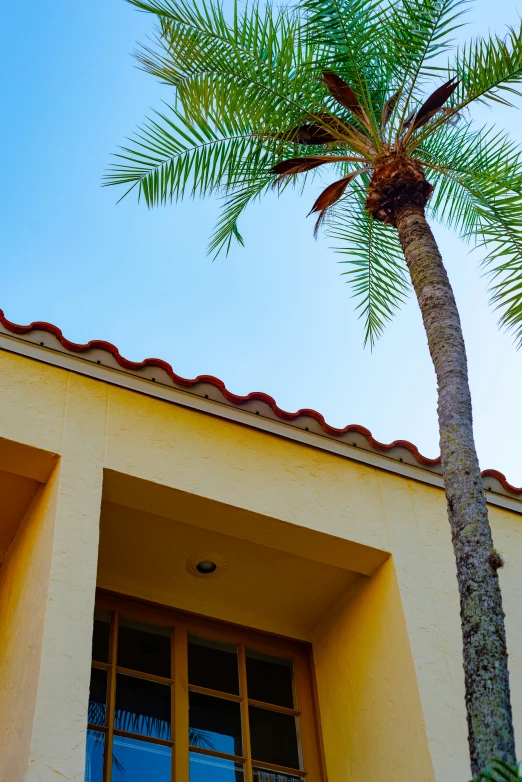 a single palm tree sitting in front of a yellow building