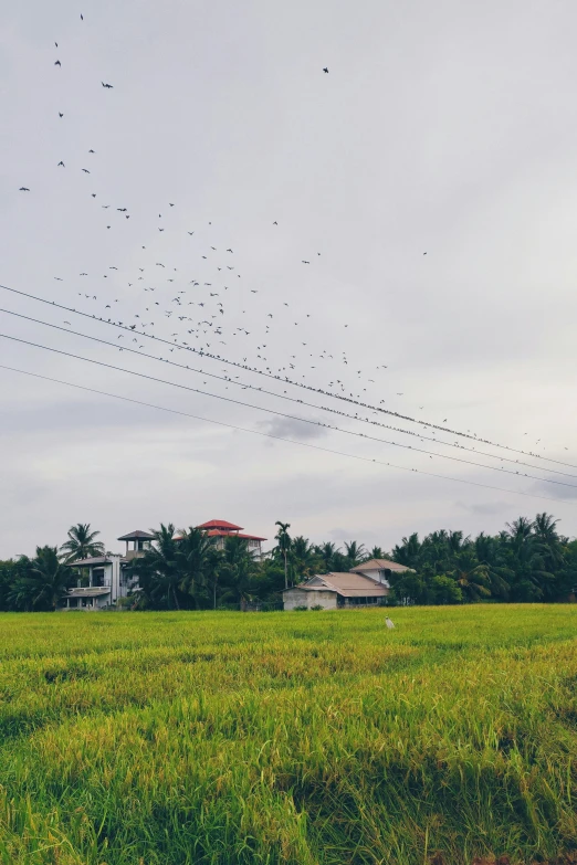 several kites fly over an open green field