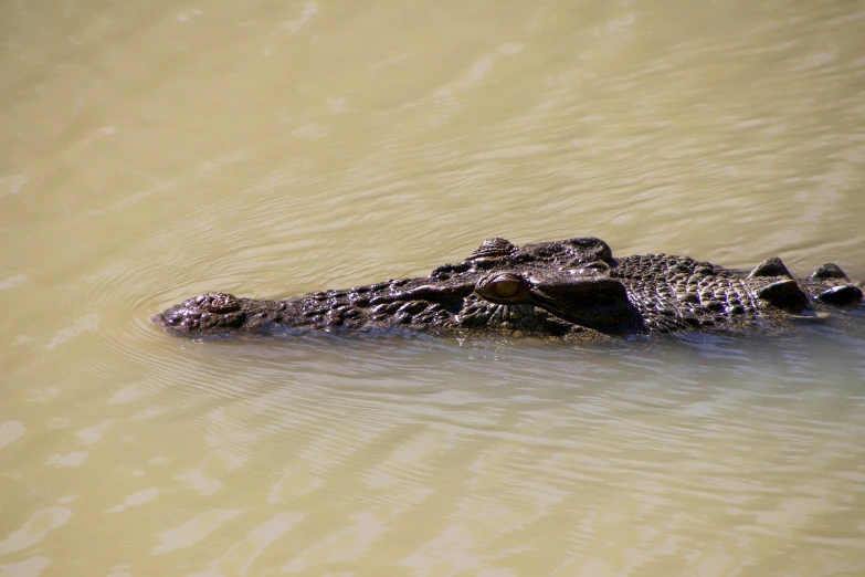 an alligator is submerged in the water with rocks