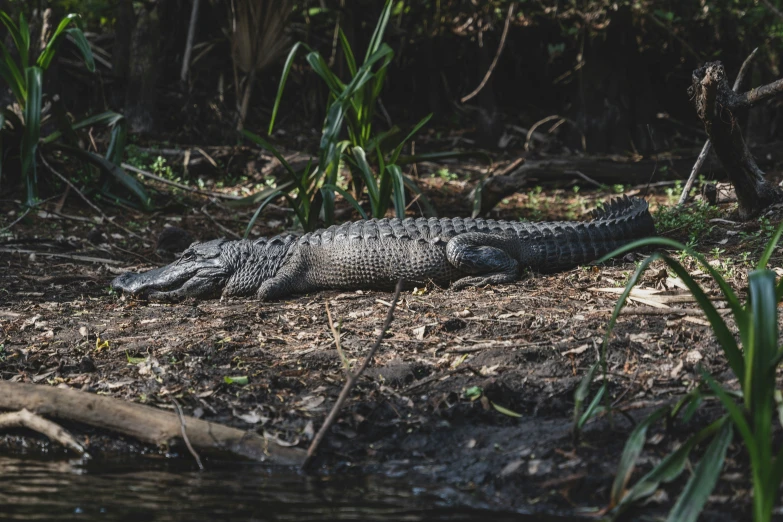 an alligator is laying down by the water