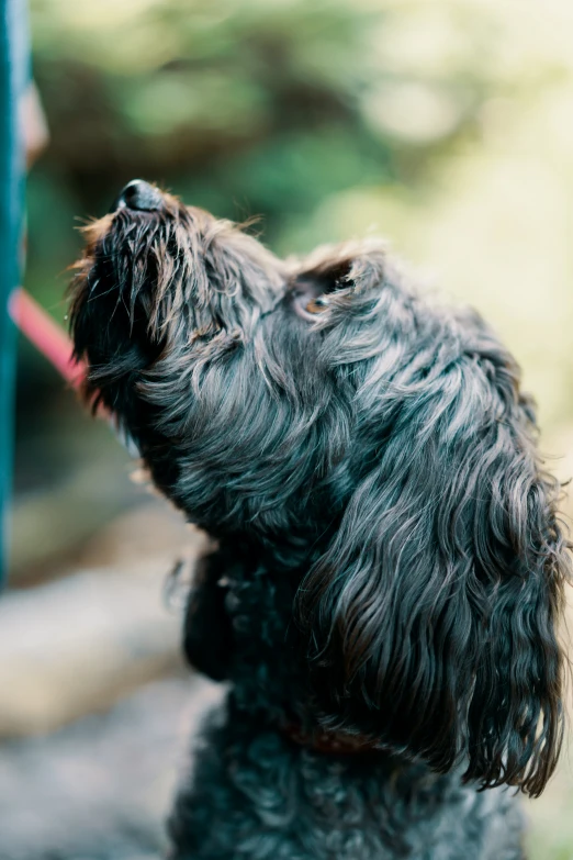 the back end of a gy haired dog looking up at its owner