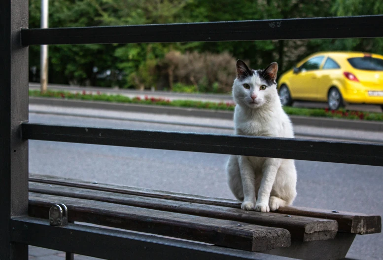 a cat sits atop a fence in front of a street