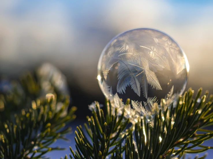 there are two plants inside a glass ball