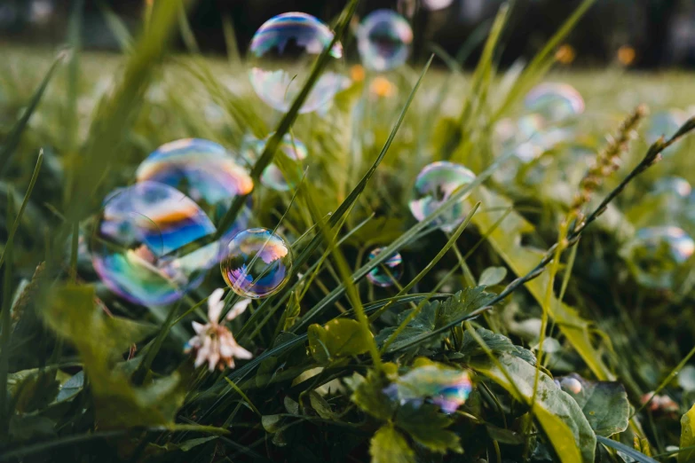 some soap bubbles are sitting in the grass