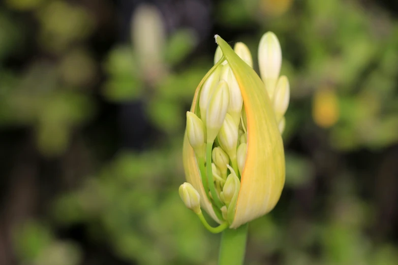 the center section of a flower is closed up