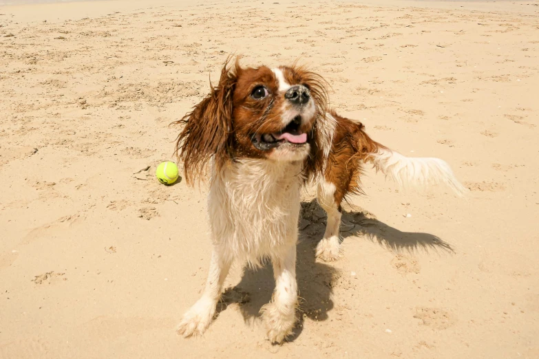 a dog on the beach with his ball in its mouth