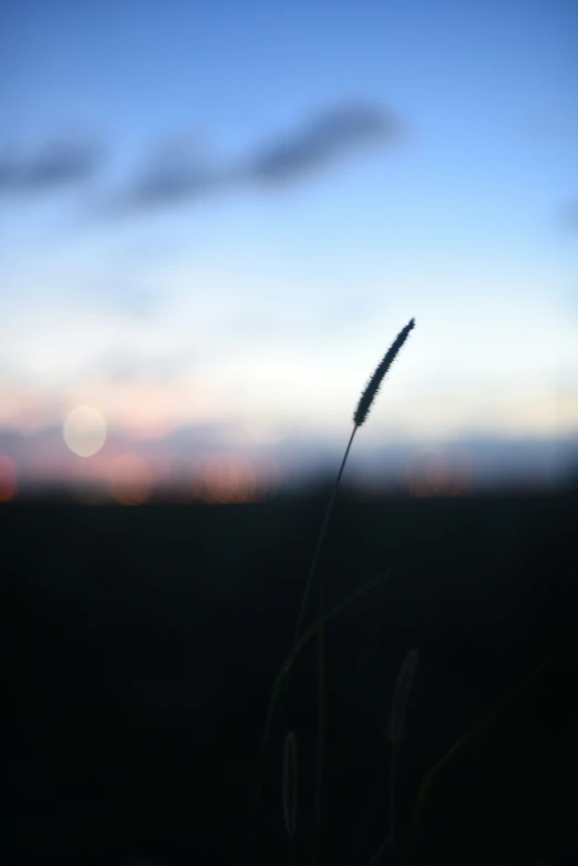 a close up of some tall grass near a blue and white sky