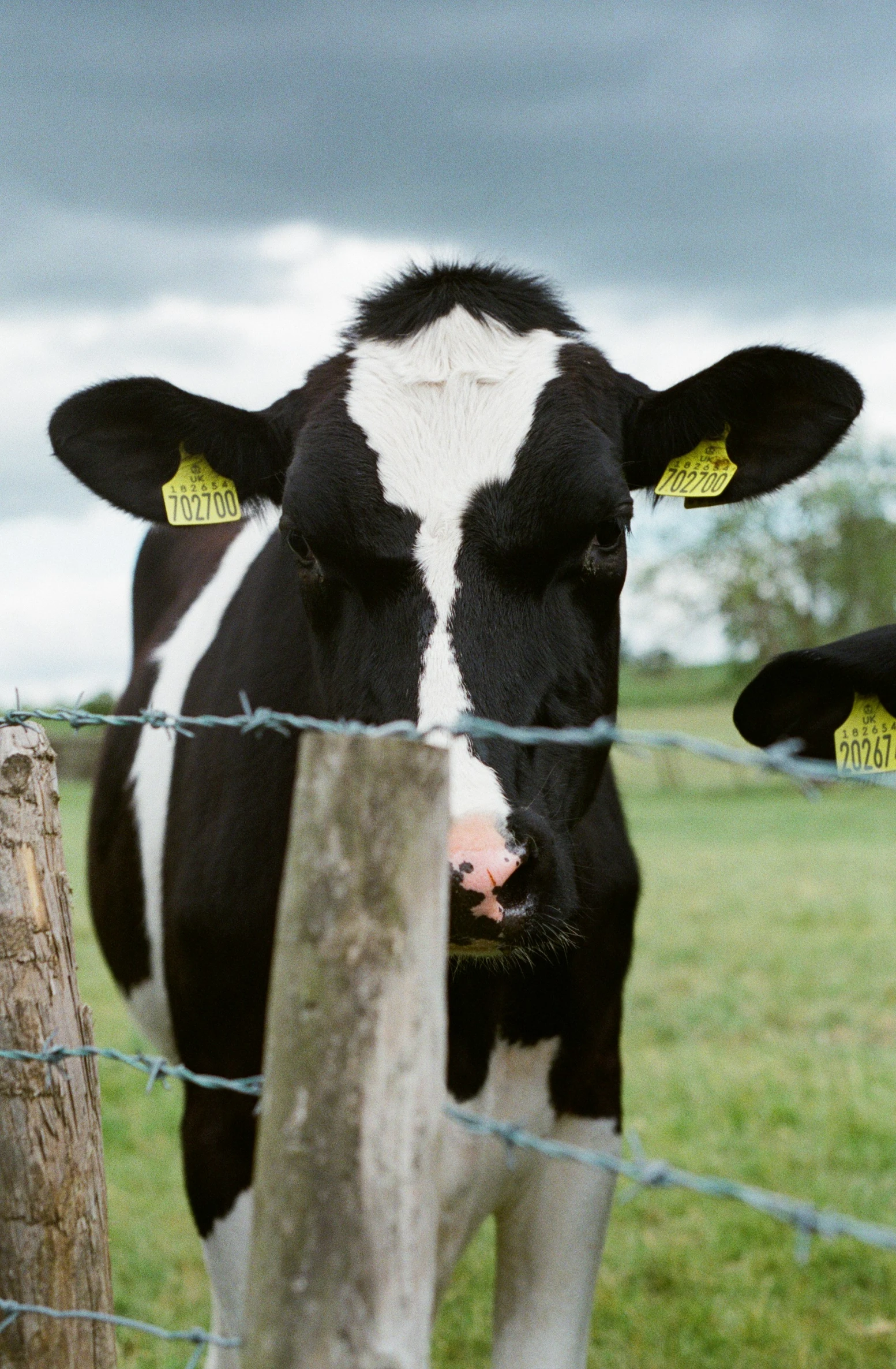 a cow is staring at the camera through a fence