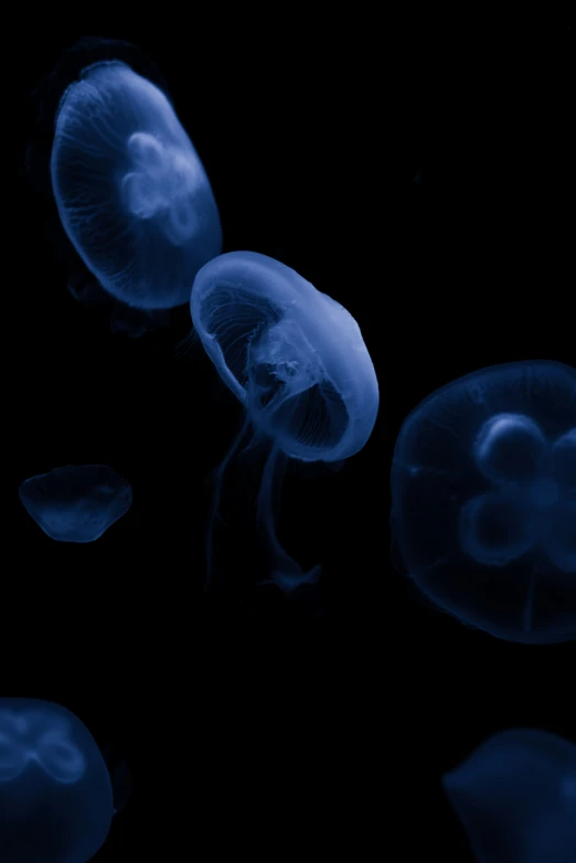 a bunch of jellyfish swimming next to each other in water
