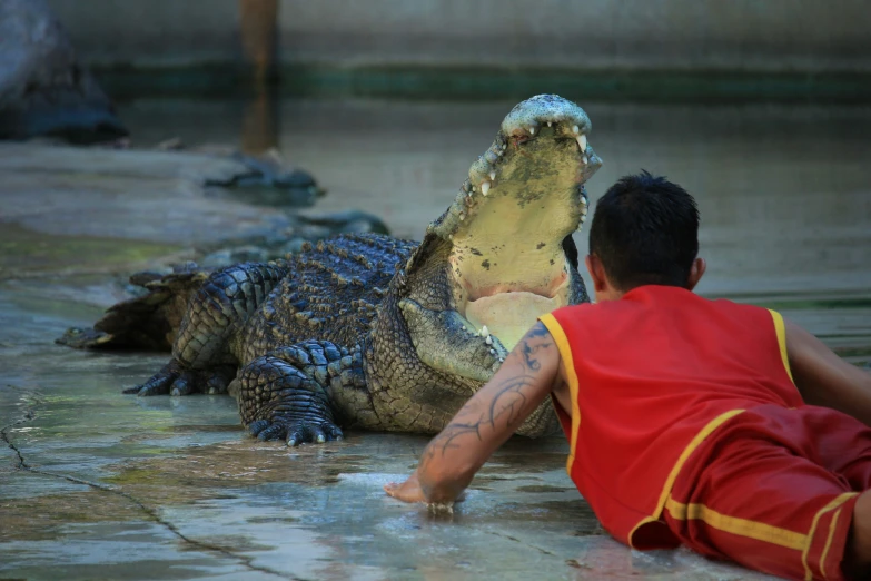 a person lays on the ground next to a large alligator