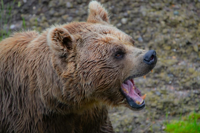 a bear looking at the camera with it's mouth open