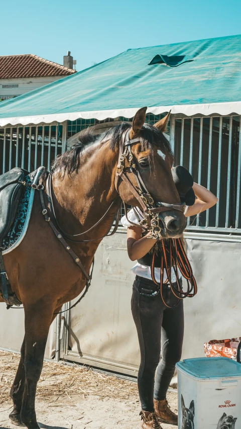 a horse that is tied to a pole