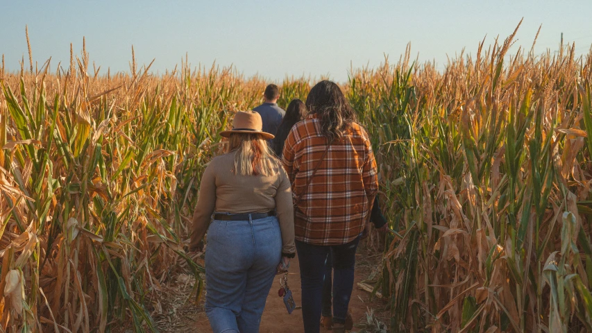 three people walking down a path in a corn field