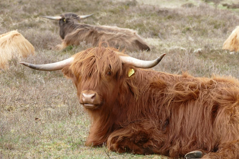 long horned animals on a brown field in a grassy area