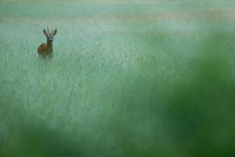 there is a deer that is walking through the tall grass