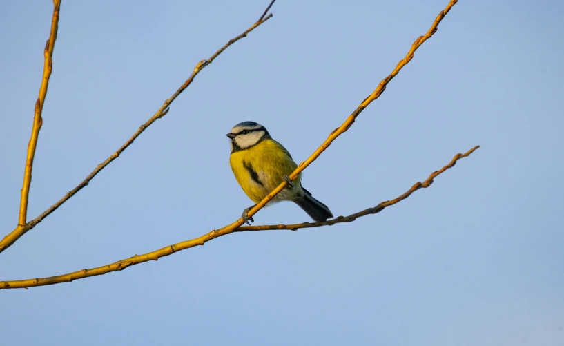 a blue bird perches on a thin yellow tree nch