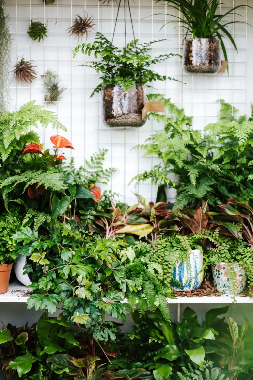 a room filled with pots of different plants