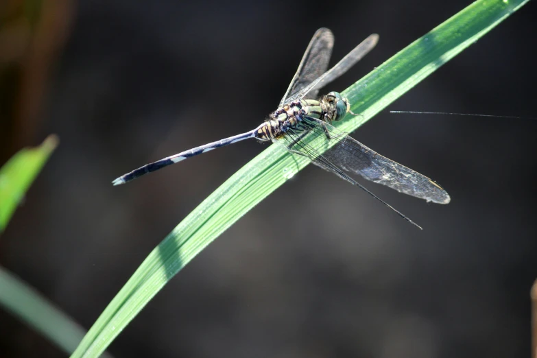 a black and green dragon fly sitting on top of a green plant