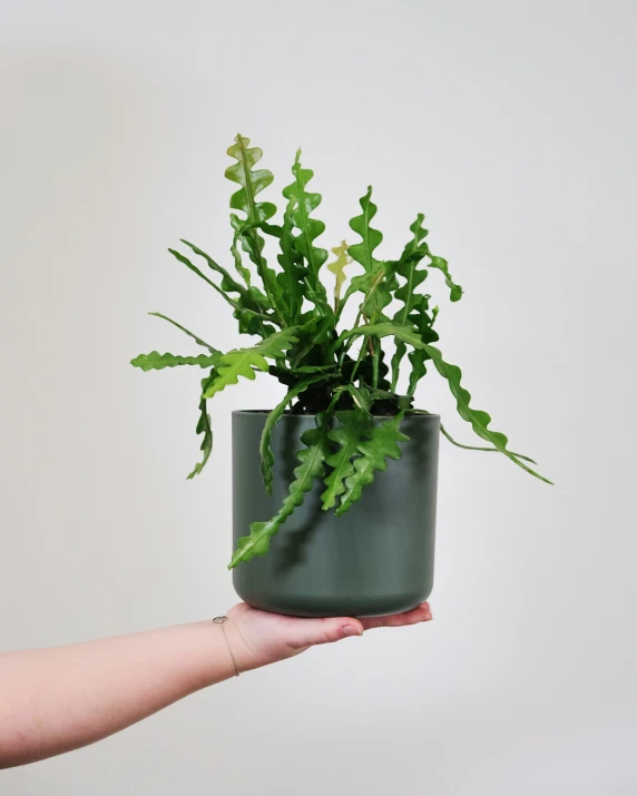 a potted plant on the tip of a woman's hand