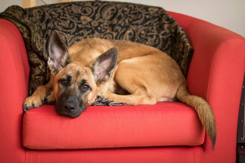 a dog that is sitting on a couch