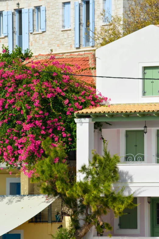 a couple of windows and some trees with pink flowers