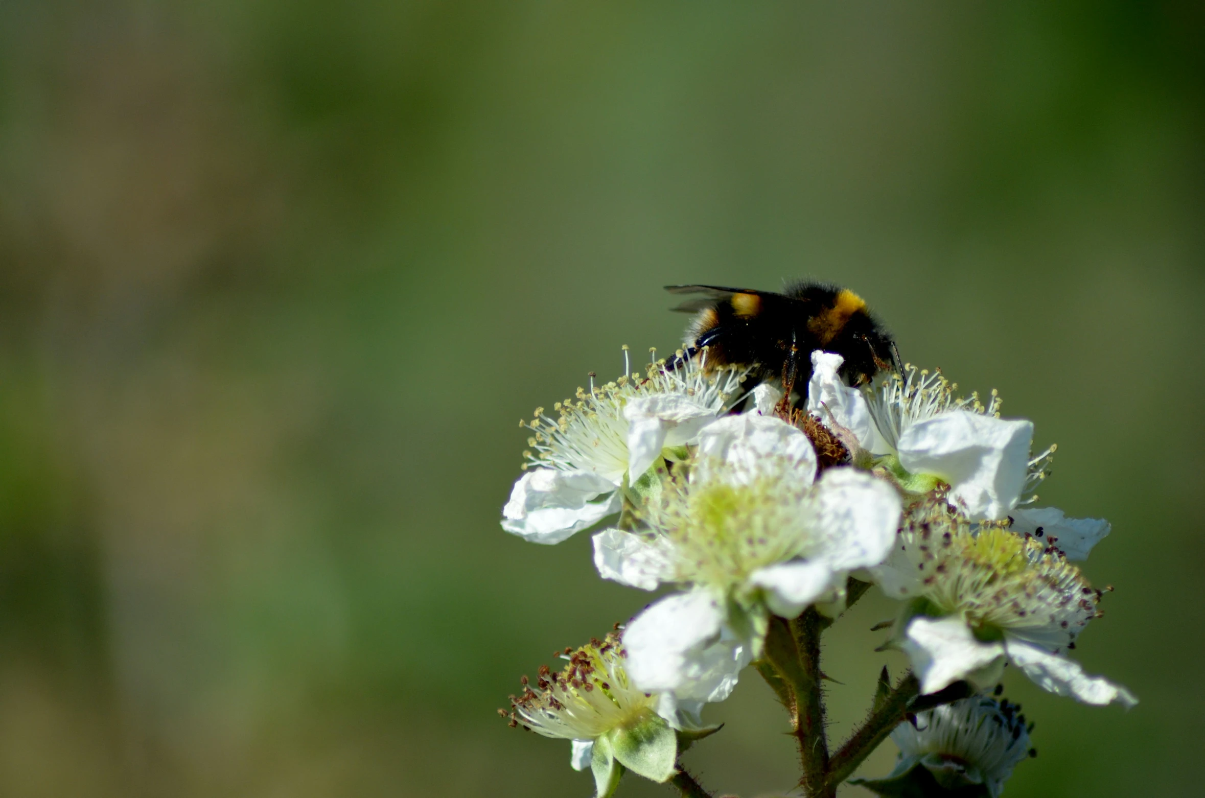 a yellow and black bee standing on a flower