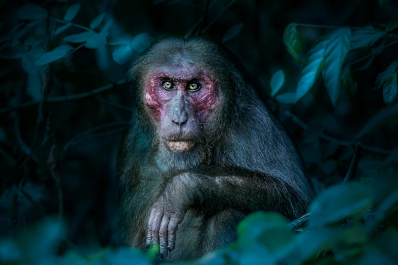 a baboon stares while in the forest at night