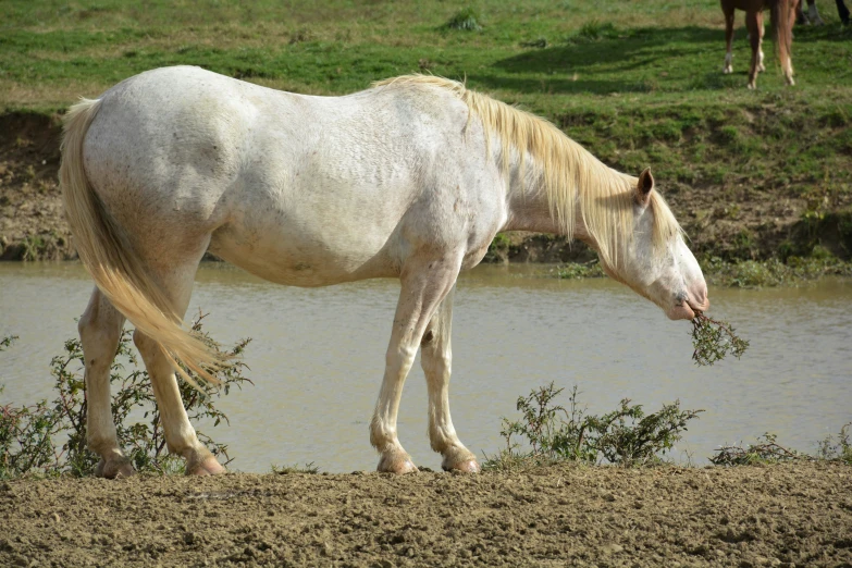 a white horse is drinking some water from the pond