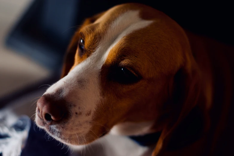 the dog has a brown, black, and white fur