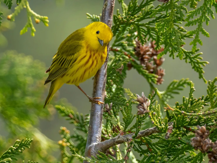 the bird is perched in the pine tree