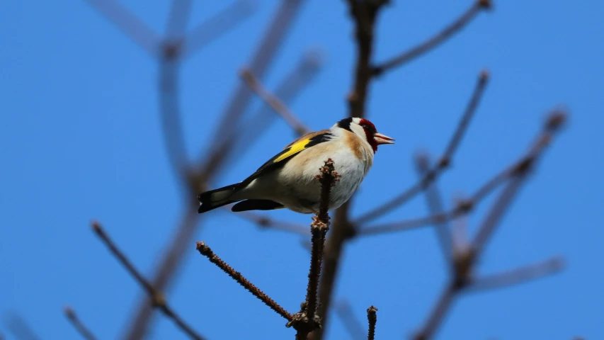a white, blue and yellow bird perched on a thin nch