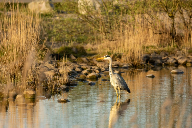 a bird is standing on the water surface near some grass