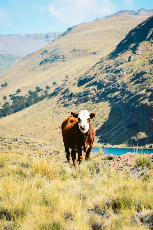 a cow standing in a grassy field with mountains and a lake behind it