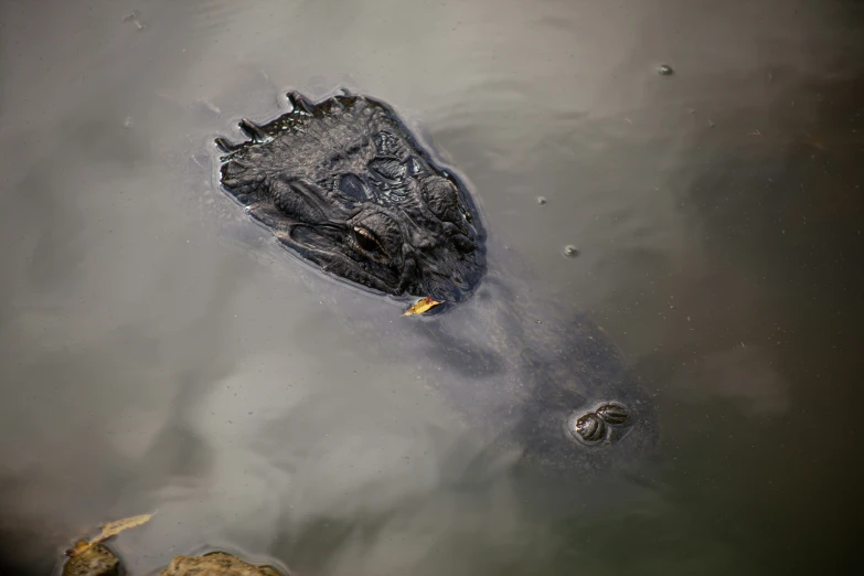 an alligator submerged in a pond filled with water