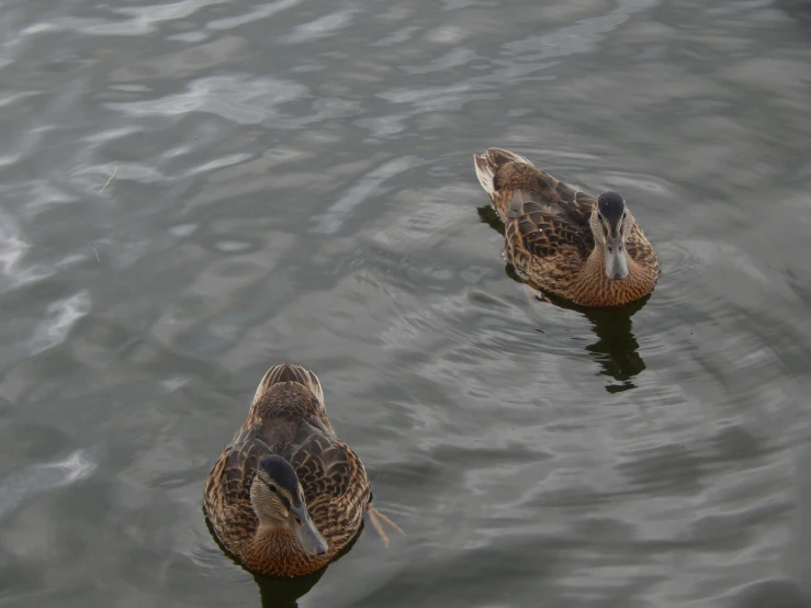 two ducks sitting on top of a lake