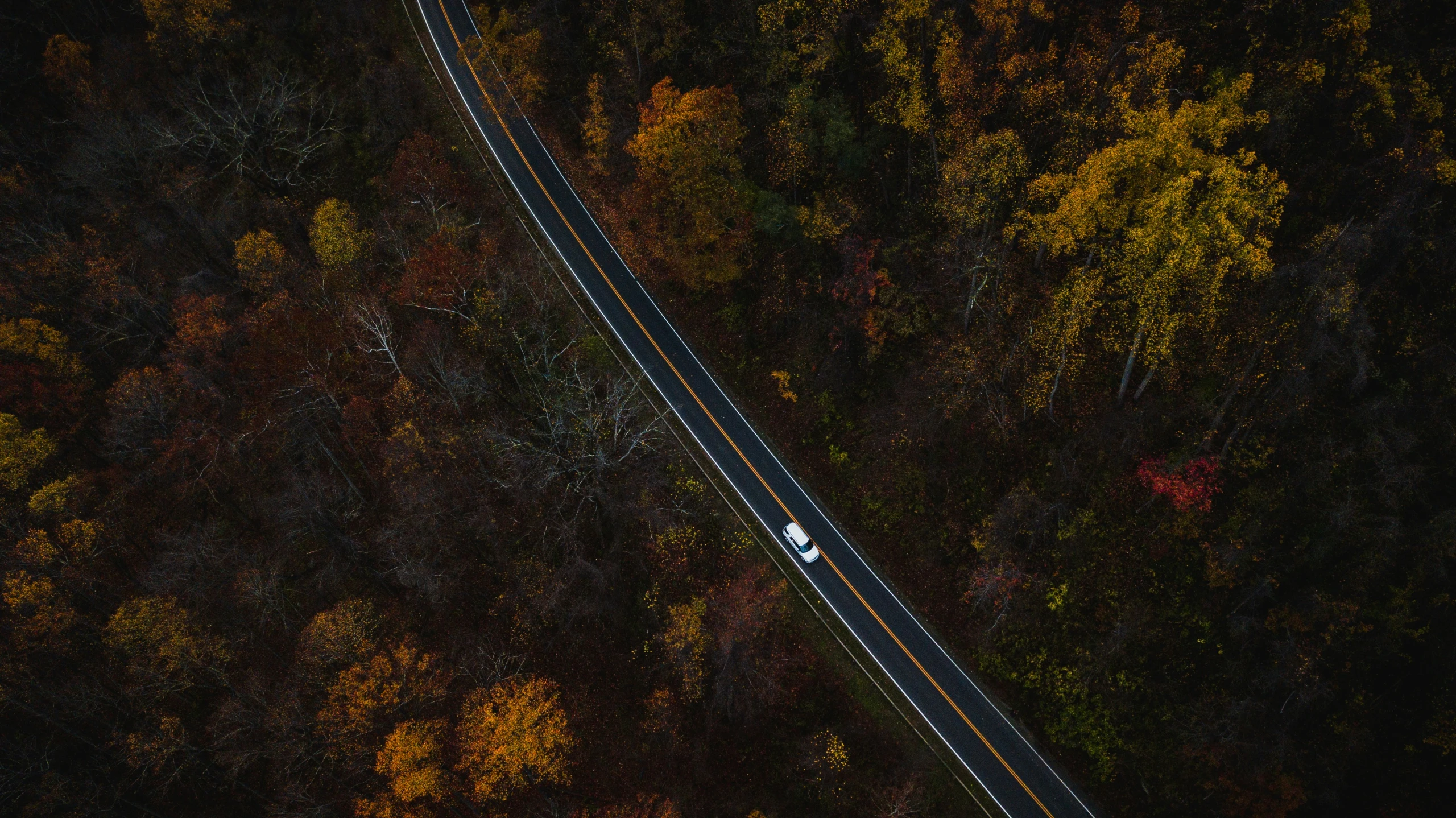 the road through a forest with cars on it