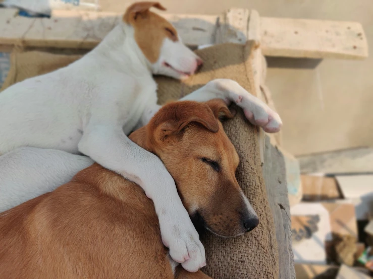 a dog lying his head on the arm of another dog