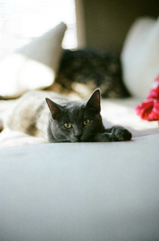 a black cat laying down on the bed in the sunlight