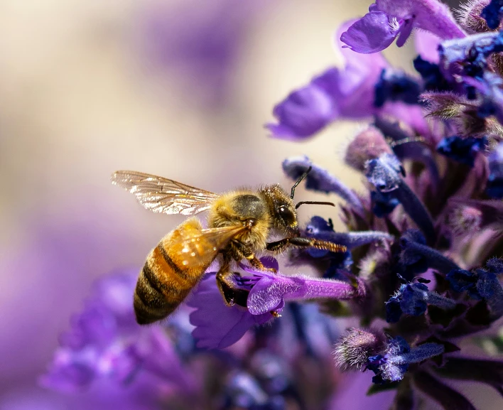 a bee flying on a purple flower with a blurry background