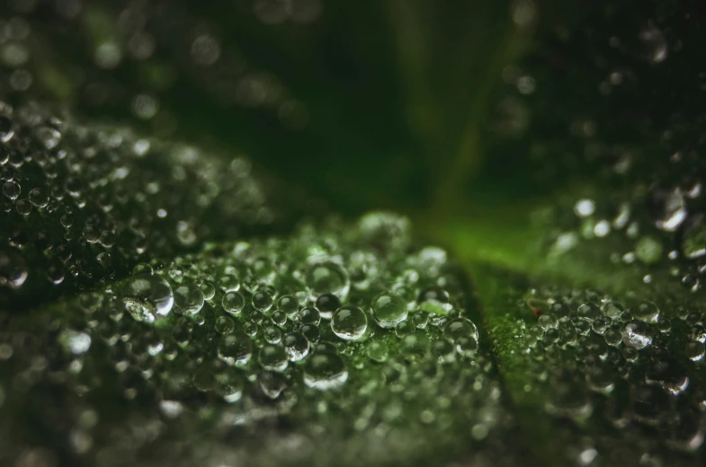 droplets on a leaf are reflecting the sun and sky