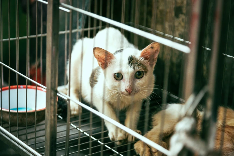 cats are sitting in their cage at the pet store