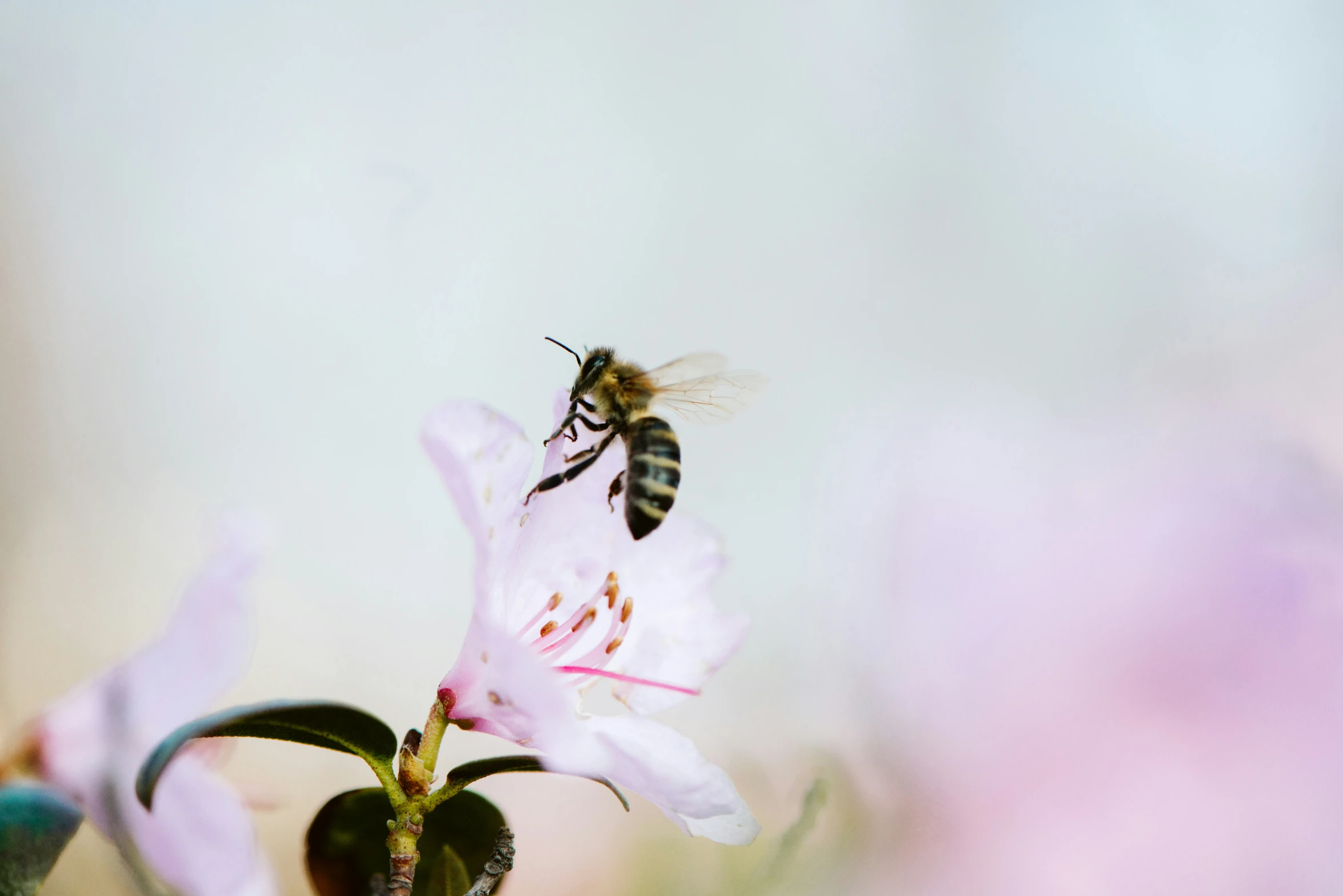 bee on white flower surrounded by pink and purple flowers