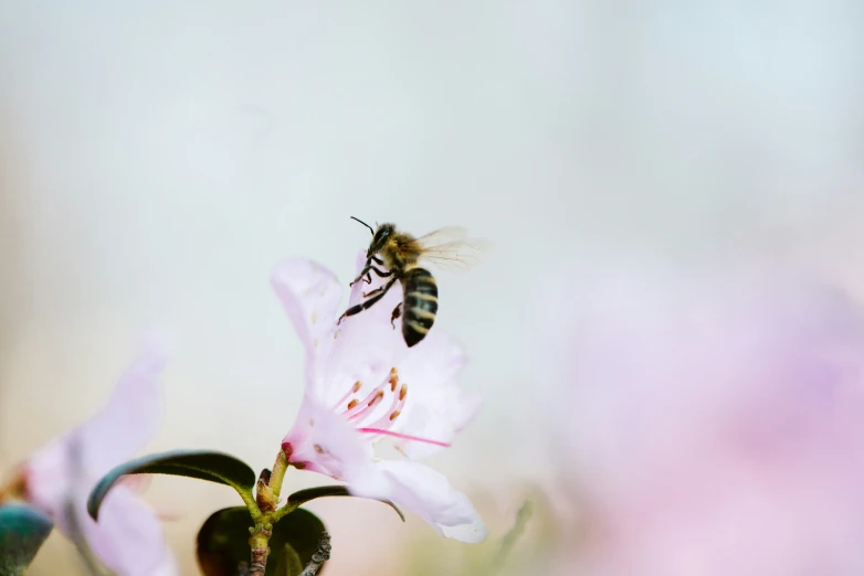 bee on white flower surrounded by pink and purple flowers