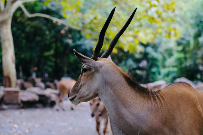 a gazelle stands in a line between other animals