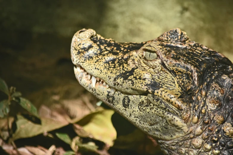 an adult alligator sits close up in the woods